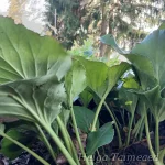 Bergenia cordifolia Südajalehine bergeenia 1