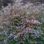 Symphyotrichum lateriflorum(Aster) 'Horizontalis' 2