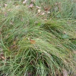 Carex caryophyllea 'The Beatles' 1