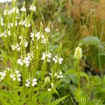 Verbena hastata 'Alba' 1