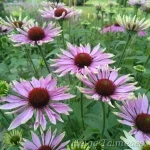 Echinacea purpurea Purple coneflower 4
