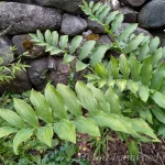 Polygonatum x hybridum Mitmeõieline kuutõverohi 2