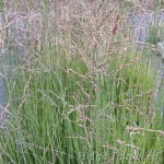 Molinia arundinacea 'Witches Broom' Roog-sinihelmikas 1
