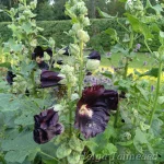 Alcea rosea Tarhasalkoruusu 2