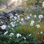 Anemone x hybrida 'Andrea Atkinson' Tarhasyysvuokko 1