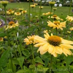 Echinacea 'Aloha' Kaunopunahattu 1