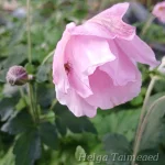 Anemone x hybrida 'Lorelei' Ве́треница гибридная 1