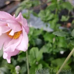 Anemone x hybrida 'Lorelei' Ве́треница гибридная 2