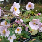 Eriocapitella (Anemone) x hybrida 'Lorelei' Villülane 3