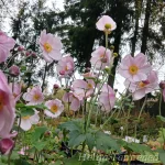 Eriocapitella (Anemone) x hybrida 'Lorelei' Villülane 4