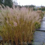 Calamagrostis brachytricha Timanttikastikka 4