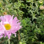 Symphyotrichum (Aster) novi-belgii 'Fellowship' 3