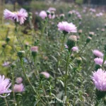 Symphyotrichum (Aster) novi-belgii 'Fellowship' 1