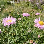 Symphyotrichum (Aster) novi-belgii 'Fellowship' 4