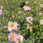 Symphyotrichum (Aster) novi-belgii 'Fellowship' 5