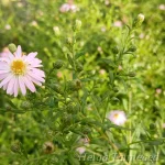 Symphyotrichum lateriflorum 'Coombe Fishacre' Vits-sügisaster 3