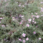Symphyotrichum lateriflorum 'Coombe Fishacre' Vits-sügisaster 2