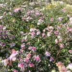 Symphyotrichum lateriflorum 'Coombe Fishacre' Vits-sügisaster 2