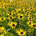 Rudbeckia fulgida 'Sun Ka Ching' Särav päevakübar 1