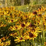 Rudbeckia fulgida 'Sun Ka Ching' Särav päevakübar 2
