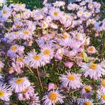 Erigeron hybride 'Sommerneuschnee' Jalokallioinen 1