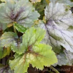 Heucherella 'Pink Revolution' Pisipööris 1