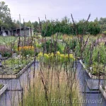 Molinia arundinacea 'Karl Foerster' Roog-sinihelmikas 1