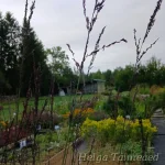 Molinia arundinacea 'Karl Foerster' Roog-sinihelmikas 2
