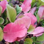 Bergenia cordifolia 'Morgenröte' südajas bergeenia 1