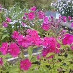 Phlox paniculata 'Adessa Special Fire' 1