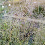 Sporobolus airoides 1