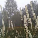 Cimicifuga simplex  'White Pearl' 4