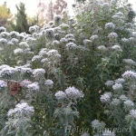 Symphyotrichum novae-angliae (Aster) 'Ann Leys' 2
