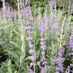 Perovskia atriplicifolia 'Blue Steel' 1