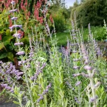 Perovskia atriplicifolia 'Blue Steel' 2