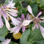 Hosta 'Waterslide' 1