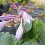 Hosta 'Waterslide' 2