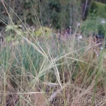 Stipa capillata Juus-stepirohi 1