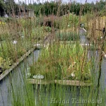 Molinia caerulea 'Heidebraut’'Harilik sinihelmikas 1