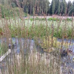 Molinia caerulea 'Heidebraut’'Harilik sinihelmikas 2