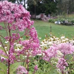 Eutrochium (Eupatorium) maculatum 'Phantom' Laiguline männaskanep 1