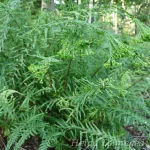 Athyrium filix-femina 'Dre's Dagger' 3