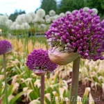 Allium 'Ambassador' Lauk 1