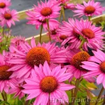 Echinacea purpurea 'JS Roho' 1