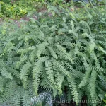 Adiantum pedatum 'Imbricatum' Tarha-adiantumi 2