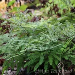 Adiantum pedatum 'Imbricatum' Tarha-adiantumi 1