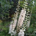 Cimicifuga racemosa 1