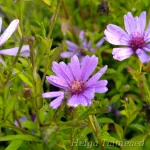 Aster novi-Belgii x cordifolius 'Treffpunkt' 4