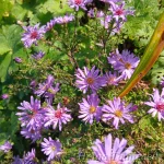Aster novi-Belgii x cordifolius 'Treffpunkt' 1