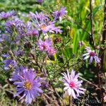 Aster novi-Belgii x cordifolius 'Treffpunkt' 3